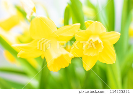 Flowers around the house, various in the four seasons. Graceful yellow flowers have bloomed in the flower bed in early spring. Yellow trumpet daffodils. 114255251