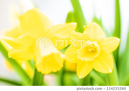 房子周圍的花朵 - 各個季節 - 在早春花壇裡盛開優雅的黃色花朵 - 黃色喇叭水仙花 房子周圍的花朵 - 各個季節 - 在早春花壇裡盛開優雅的黃色花朵 - 黃色喇叭水仙花 114255260