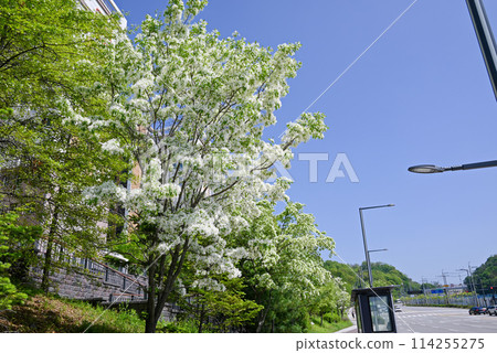 Nanjamonja street tree (Hydrangea moniliforme) Nanjamonja street tree (Hydrangea moniliforme) 114255275
