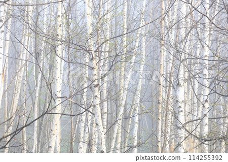 Misty birch forest, bark, birch, birch forest, birch tree, fine grain 114255392