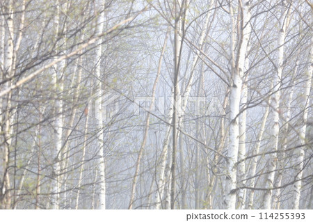 霧濛濛的白樺林樹皮 白樺林 白樺樹細節 霧濛濛的白樺林樹皮 白樺林 白樺樹細節 114255393