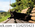 Black cat gazing from a bench 114255423