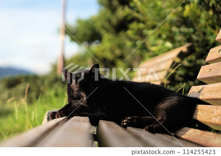 Black cat gazing from a bench 114255423
