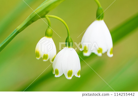 房子周圍的花朵 - 不同的季節 - 花園一角盛開的可愛的白花 - 雪花 114255442