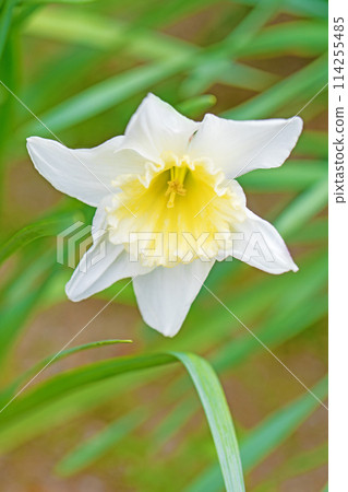 房子周圍的花朵 - 各個季節 - 在春天花壇裡盛開的優雅白花 - 白色水仙花 114255485