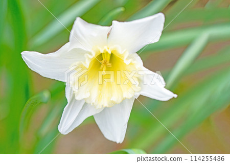房子周圍的花朵 - 各個季節 - 在春天花壇裡盛開的優雅白花 - 白色水仙花 房子周圍的花朵 - 各個季節 - 在春天花壇裡盛開的優雅白花 - 白色水仙花 114255486