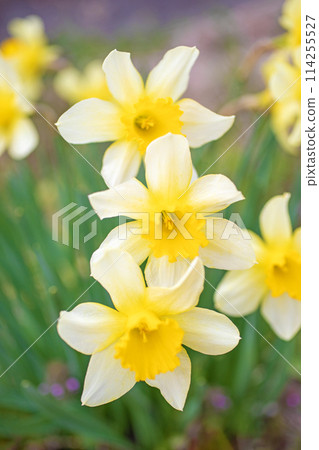 Flowers around the house, various in the four seasons. Beautiful yellow flowers have bloomed in the shade of a tree in the corner of the garden. Daffodils. 114255527