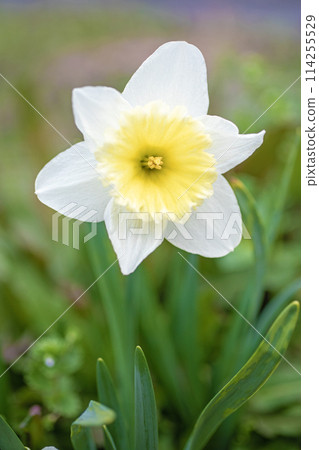 房子周圍的花朵 - 各個季節 - 在春天花壇裡盛開的優雅白花 - 白色水仙花 114255529