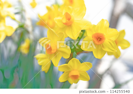 Flowers around the house, various in all seasons. Beautiful, delicate yellow flowers bloomed early in spring - Daffodils Flowers around the house, various in all seasons. Beautiful, delicate yellow flowers bloomed early in spring - Daffodils 114255540