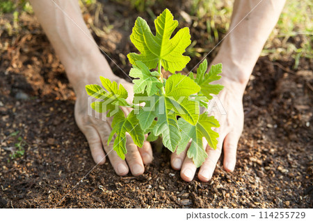 Planting a fig tree 114255729