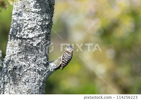 棲息在枯枝上的野鳥 [侏儒啄木鳥] 保護色 114256223
