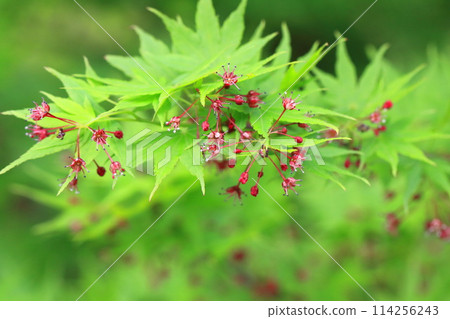 日本楓樹花與種子 114256243