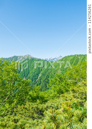 夏季攀登椿岳(從卡仙嶺眺望大天陽山、矢裡岳) 夏季攀登椿岳(從卡仙嶺眺望大天陽山、矢裡岳) 114256261