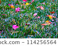 Fallen leaves on the lawn 114256564