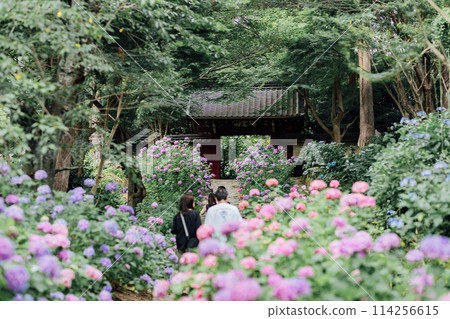 Honkoji Hydrangea Temple, Gamagori City, Aichi Prefecture Honkoji Hydrangea Temple, Gamagori City, Aichi Prefecture 114256615