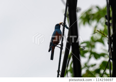 Male Rock Thrush Predator Male Rock Thrush Predator 114256697