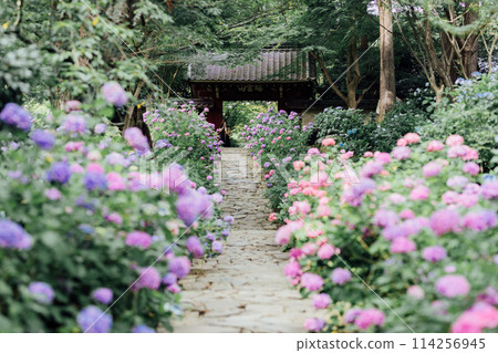 愛知縣蒲郡市本光寺 繡球寺 愛知縣蒲郡市本光寺 繡球寺 114256945