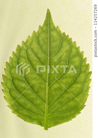 春雨後繡球花的嫩葉和葉脈 114257269