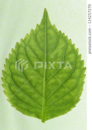 春雨後繡球花的嫩葉和葉脈 春雨後繡球花的嫩葉和葉脈 114257270