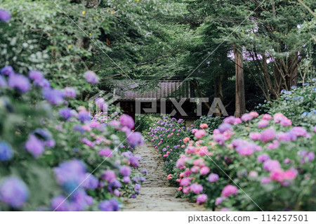 Honkoji Hydrangea Temple, Gamagori City, Aichi Prefecture 114257501