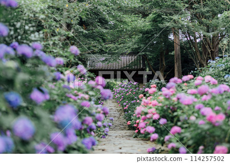 Honkoji Hydrangea Temple, Gamagori City, Aichi Prefecture 114257502