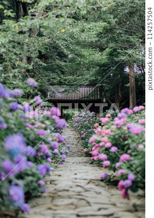 Honkoji Hydrangea Temple, Gamagori City, Aichi Prefecture 114257504