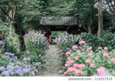 愛知縣蒲郡市本光寺 繡球寺 愛知縣蒲郡市本光寺 繡球寺 114257524