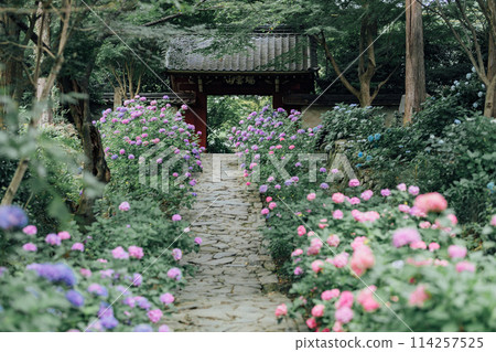 愛知縣蒲郡市本光寺 繡球寺 114257525
