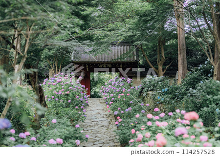 愛知縣蒲郡市本光寺 繡球寺 愛知縣蒲郡市本光寺 繡球寺 114257528