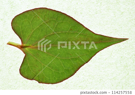 春雨後 Dokudami 的葉子和靜脈 114257558