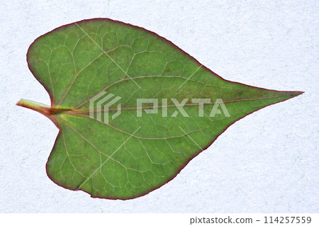 春雨後 Dokudami 的葉子和靜脈 114257559
