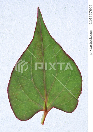 春雨後 Dokudami 的葉子和靜脈 114257605