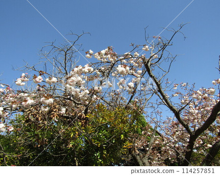 Yae cherry blossoms are late blooming cherry blossoms Yae cherry blossoms are late blooming cherry blossoms 114257851