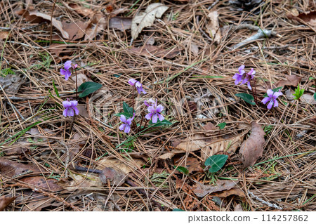 A reddish-purple Shihai violet flower blooming in the forest 114257862