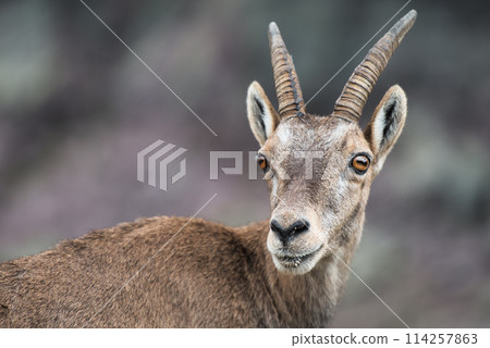 Steinbock Alpine ibex female 114257863