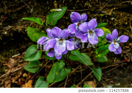 Viola longiflora blooming on the side of the road 114257886