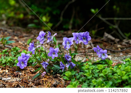 Viola longiflora blooming on the side of the road Viola longiflora blooming on the side of the road 114257892
