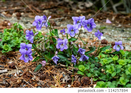 路邊盛開的紫羅蘭（長端紫羅蘭） 114257894