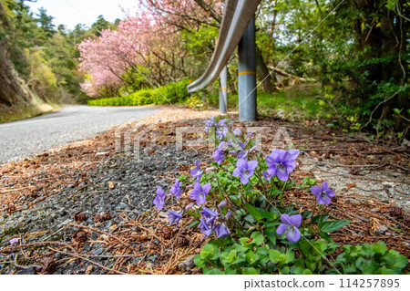 Viola longiflora blooming on the side of the road 114257895