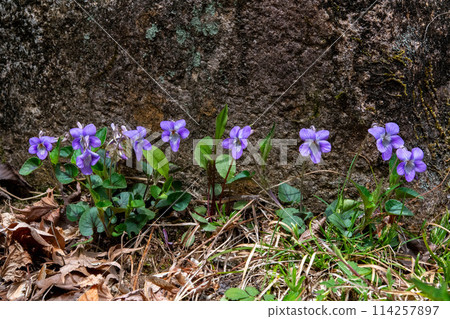Viola longiflora blooming on the side of the road Viola longiflora blooming on the side of the road 114257897