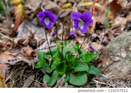 Viola obtusa flower 114257912
