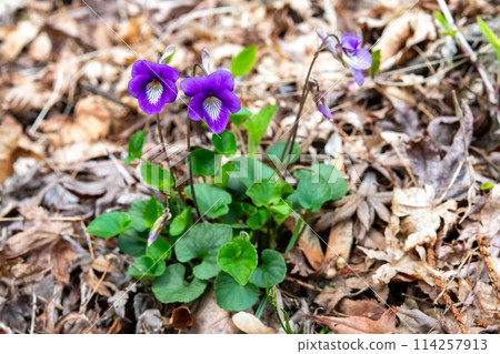 Viola obtusa flower 114257913