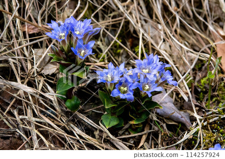 Blooming in the mountains Blooming in the mountains 114257924
