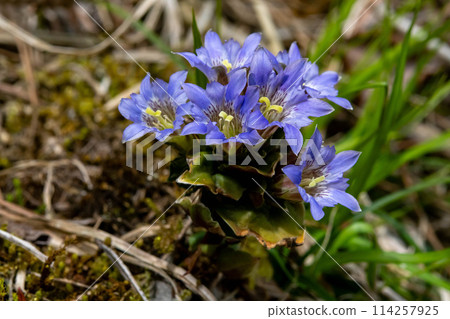Blooming in the mountains Blooming in the mountains 114257925