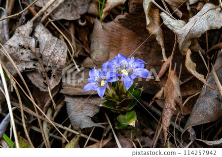 Blooming in the mountains Blooming in the mountains 114257942