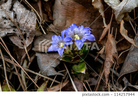 Blooming in the mountains 114257944