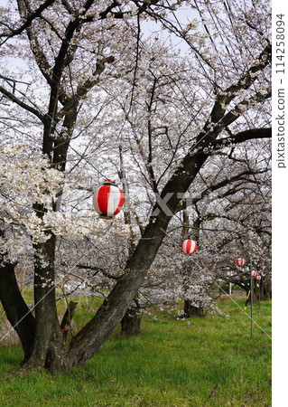 暮春時節，信州山村的櫻花已開始綻放。春天，禦戶川潺潺的水流也變得不冷不熱。 114258094