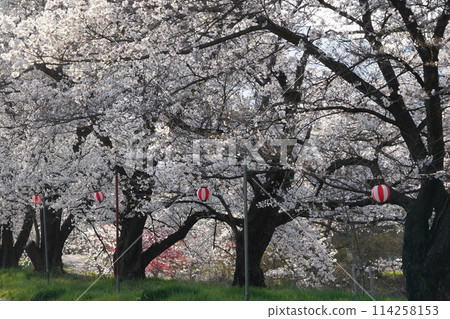 Cherry blossoms have begun to bloom in the mountain villages of Shinshu, where spring comes late. The babbling brook of Midogawa River has also become warmer with the arrival of spring. Cherry blossoms have begun to bloom in the mountain villages of Shinshu, where spring comes late. The babbling brook of Midogawa River has also become warmer with the arrival of spring. 114258153