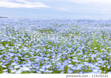 滿山花的小山 滿山花的小山 114258182
