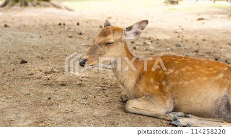 Deer taking a nap Deer taking a nap 114258220